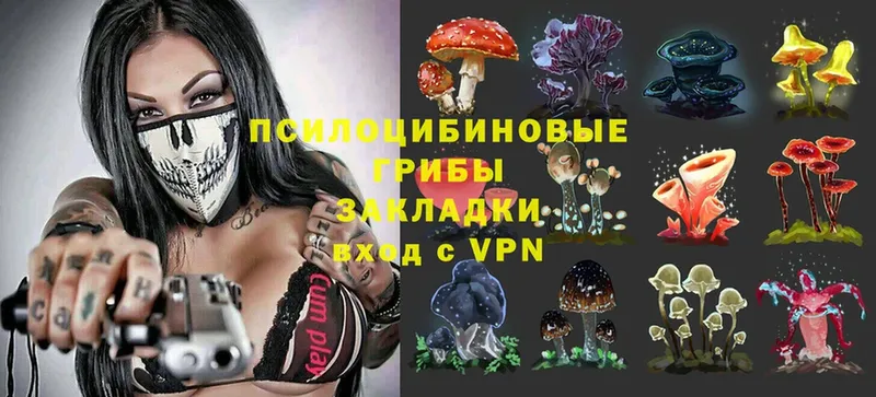 закладки  Буй  KRAKEN онион  Галлюциногенные грибы Psilocybe 